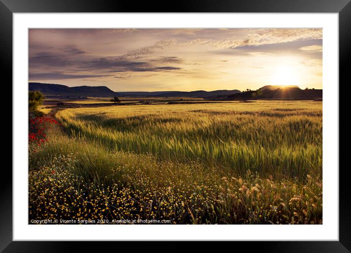 Cereal field at sunset Framed Mounted Print by Vicente Sargues