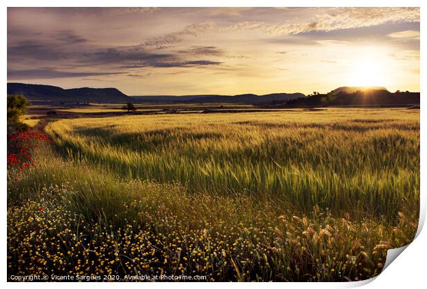 Cereal field at sunset Print by Vicente Sargues