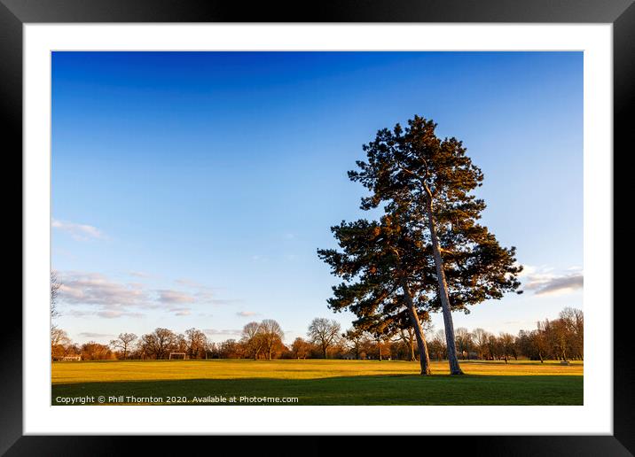 Autumnal sunshine in Markeaton Park. Framed Mounted Print by Phill Thornton