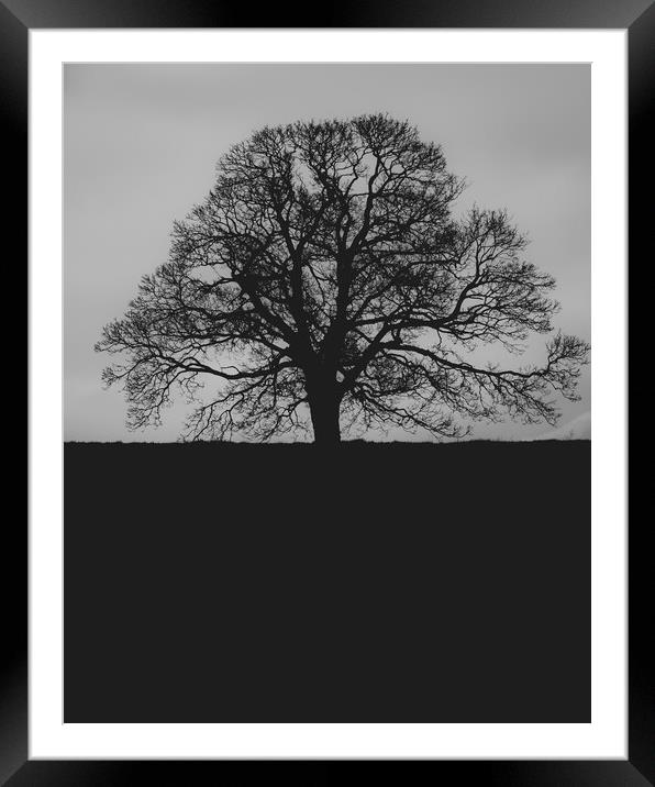 Oak Tree Framed Mounted Print by Duncan Loraine