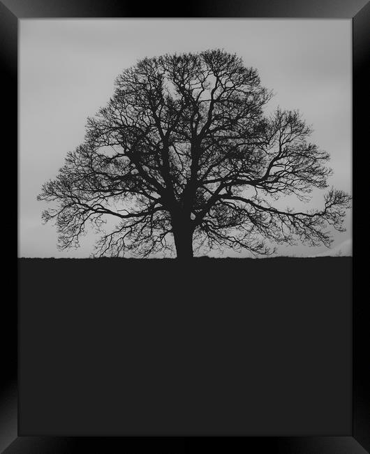 Oak Tree Framed Print by Duncan Loraine