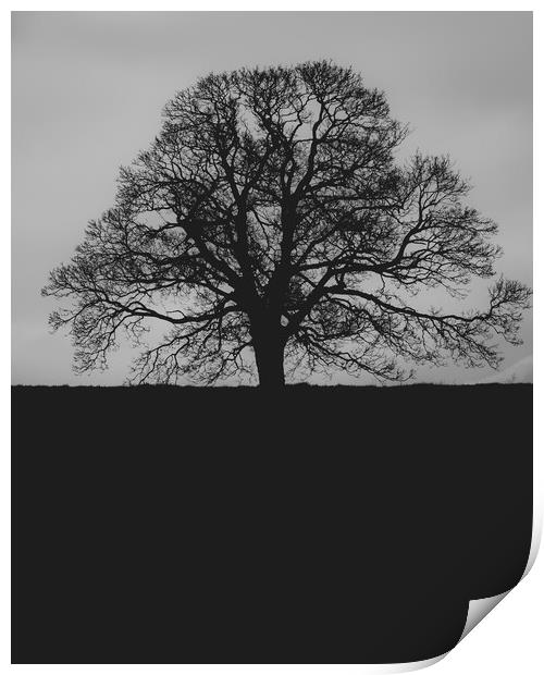 Oak Tree Print by Duncan Loraine