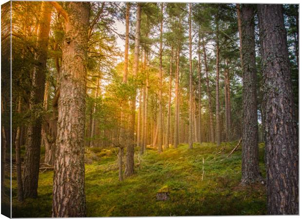 Forrest Trees Canvas Print by Duncan Loraine