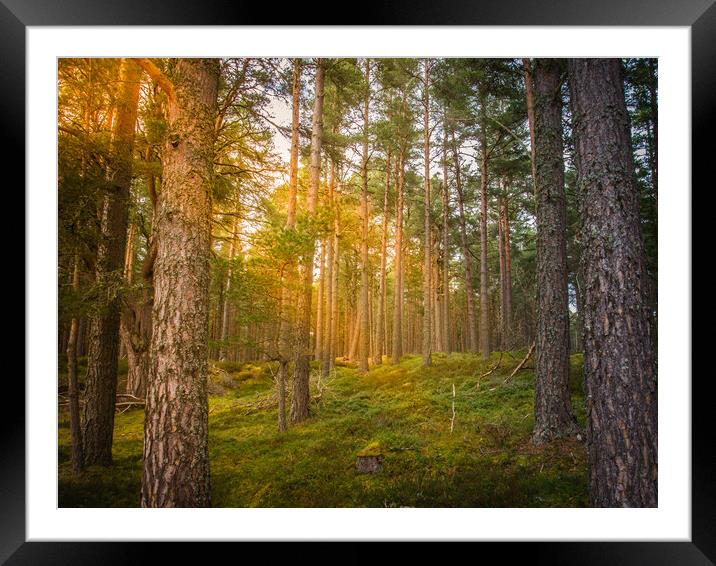 Forrest Trees Framed Mounted Print by Duncan Loraine