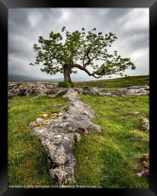 The Limestone Tree Framed Print by Gary Clarricoates