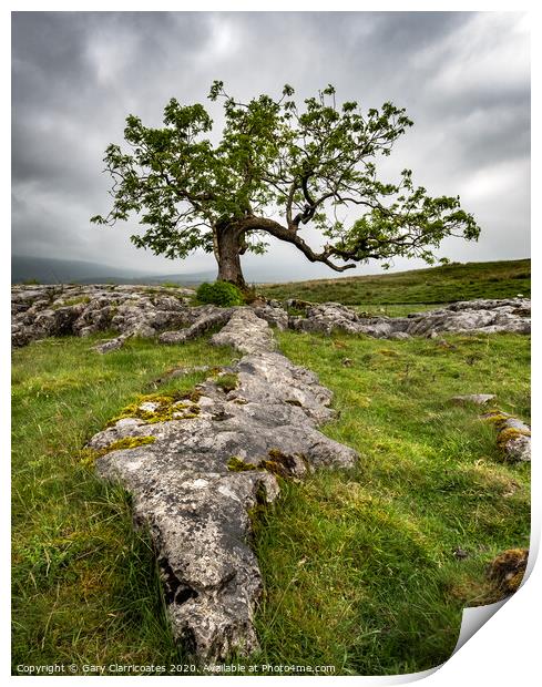 The Limestone Tree Print by Gary Clarricoates