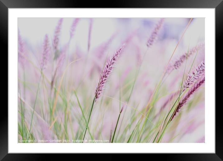 Plumes of delicate grass Pennisetum advena rubrum of pink tones for feminine minimalist background. Framed Mounted Print by Joaquin Corbalan