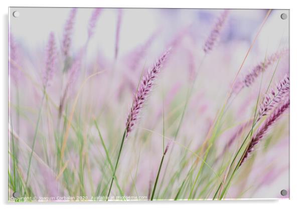 Plumes of delicate grass Pennisetum advena rubrum of pink tones for feminine minimalist background. Acrylic by Joaquin Corbalan
