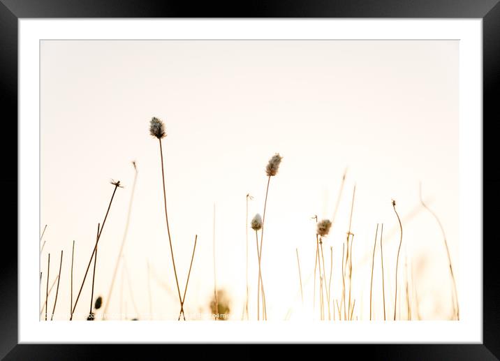 Sprigs of dried plants in summer, nature background. Framed Mounted Print by Joaquin Corbalan