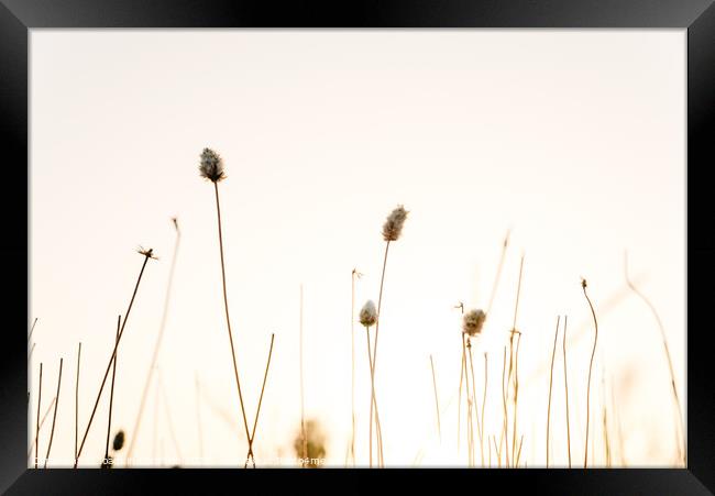 Sprigs of dried plants in summer, nature background. Framed Print by Joaquin Corbalan