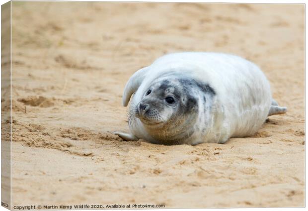  Seal on the Beach Canvas Print by Martin Kemp Wildlife