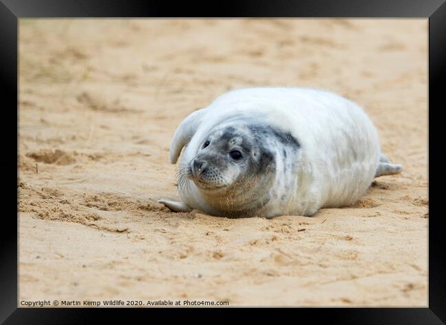  Seal on the Beach Framed Print by Martin Kemp Wildlife