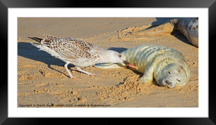 Gulls  Free Meal Framed Mounted Print by Martin Kemp Wildlife