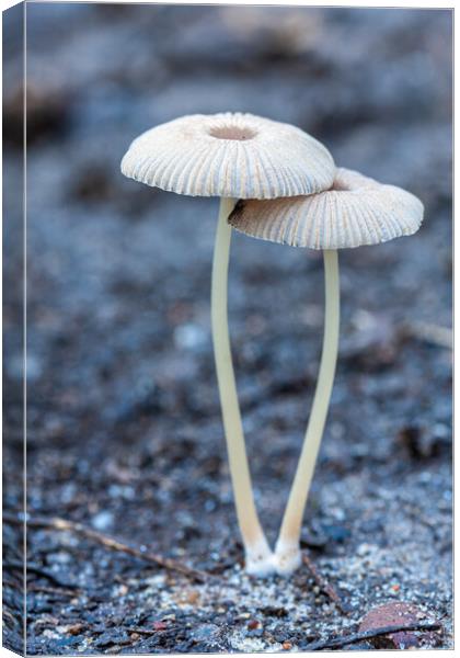 Small mushroom on the forest Canvas Print by Arpad Radoczy