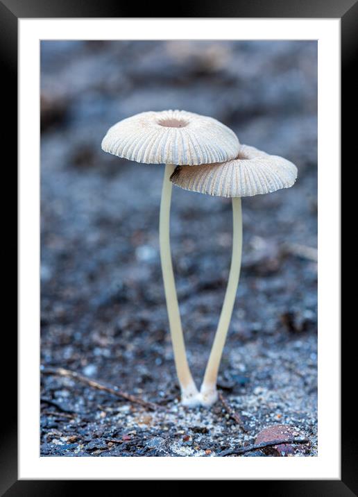 Small mushroom on the forest Framed Mounted Print by Arpad Radoczy