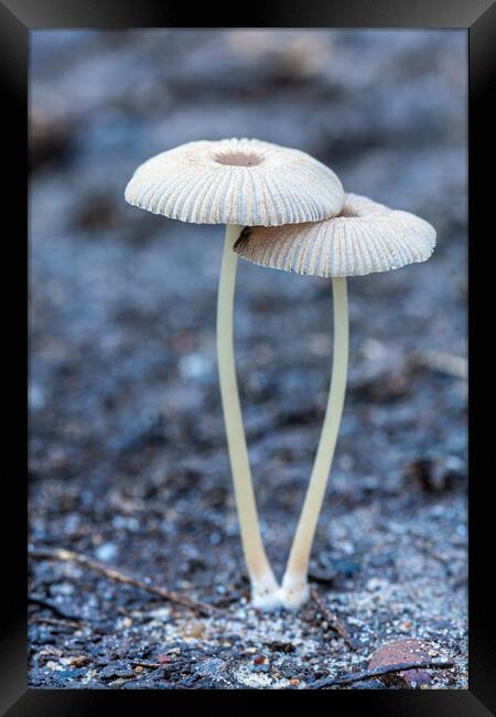 Small mushroom on the forest Framed Print by Arpad Radoczy