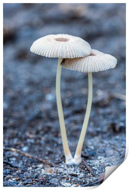 Small mushroom on the forest Print by Arpad Radoczy