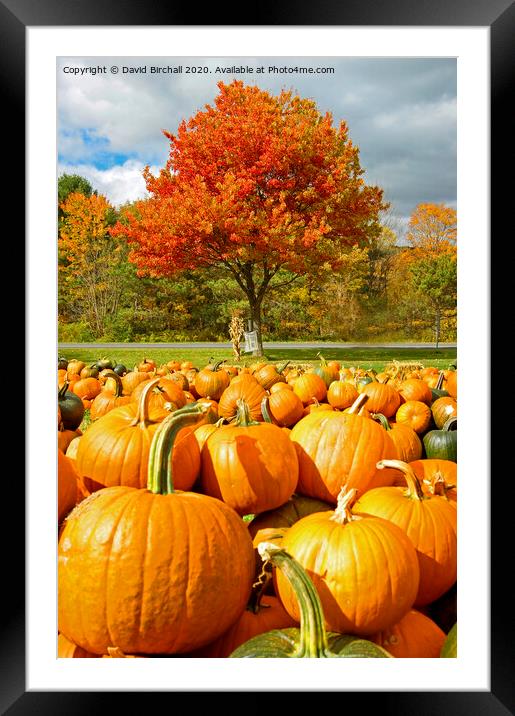 Pumpkin Season in America. Framed Mounted Print by David Birchall