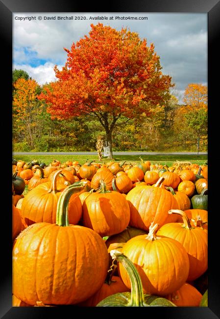 Pumpkin Season in America. Framed Print by David Birchall