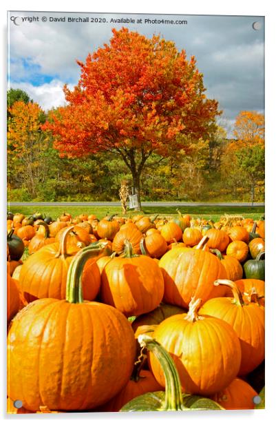 Pumpkin Season in America. Acrylic by David Birchall