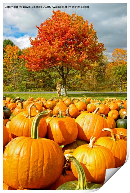 Pumpkin Season in America. Print by David Birchall
