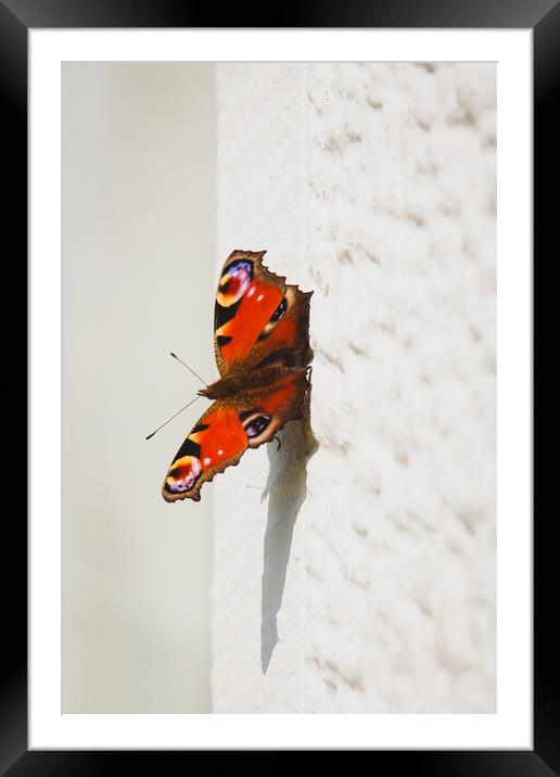 Butterfly Framed Mounted Print by Duncan Loraine