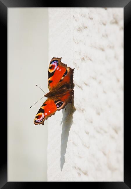Butterfly Framed Print by Duncan Loraine