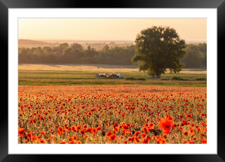 Poppy field Framed Mounted Print by Arpad Radoczy
