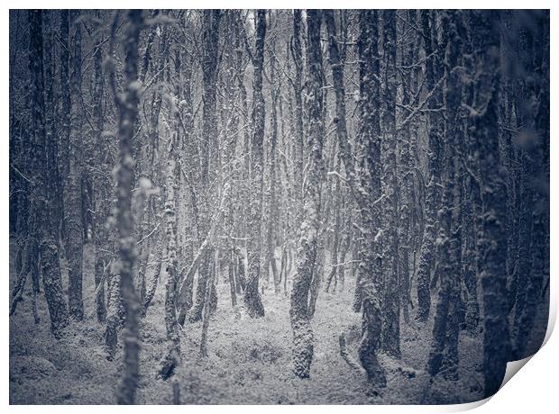 Trees in a winter forest Print by Duncan Loraine