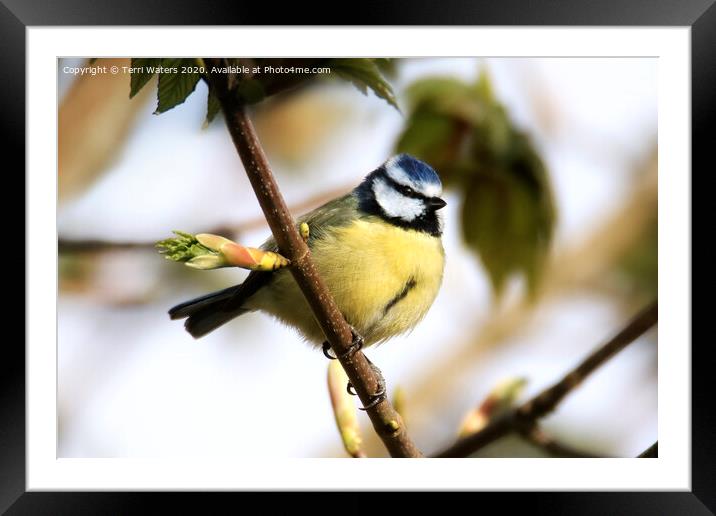 Blue Tit in Spring Framed Mounted Print by Terri Waters
