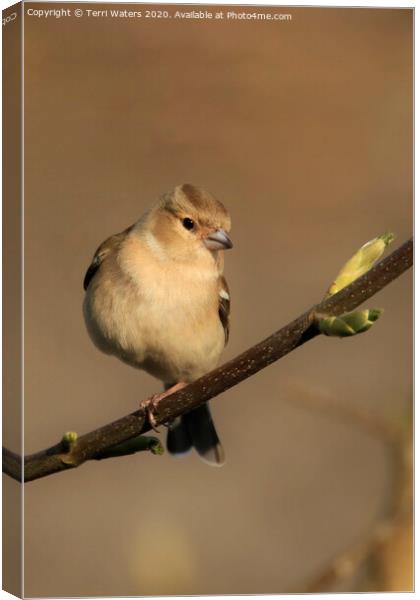 Female Chaffinch in Spring Canvas Print by Terri Waters