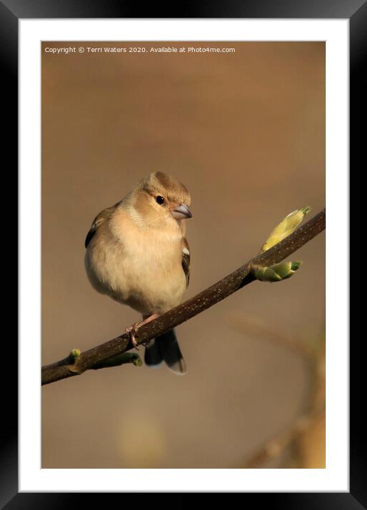 Female Chaffinch in Spring Framed Mounted Print by Terri Waters