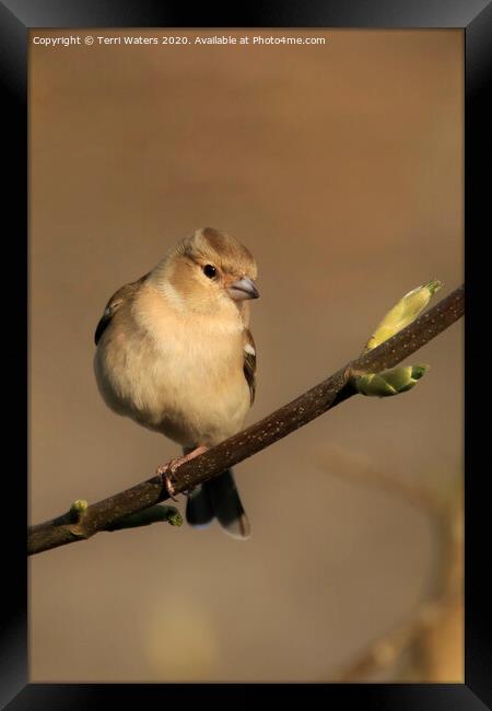 Female Chaffinch in Spring Framed Print by Terri Waters