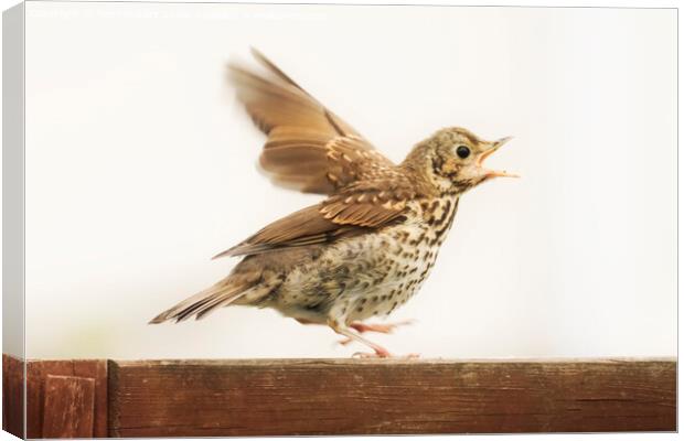 Excited Thrush Canvas Print by Terri Waters