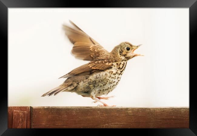 Excited Thrush Framed Print by Terri Waters