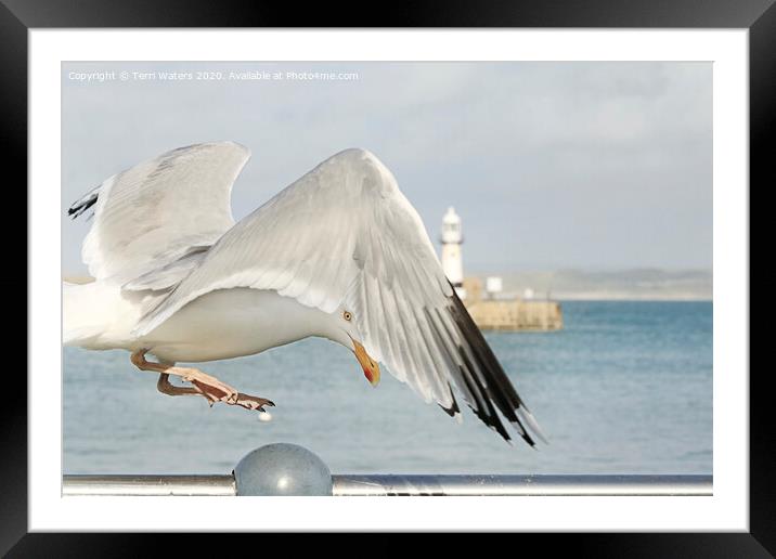 St Ives Seagull Framed Mounted Print by Terri Waters