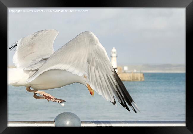 St Ives Seagull Framed Print by Terri Waters