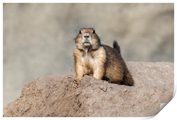 Black-tailed Prairie Dog  Print by Arterra 