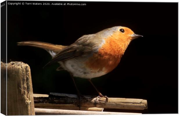 Watchful Robin Canvas Print by Terri Waters