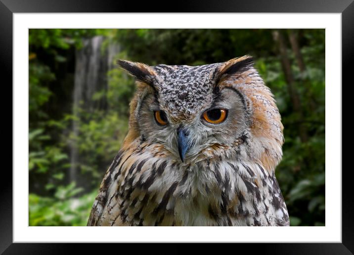 Bengal Eagle Owl in Forest Framed Mounted Print by Arterra 