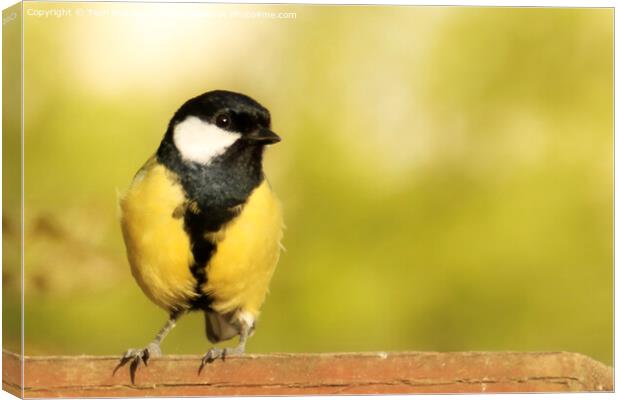 Great Tit on a Fence Canvas Print by Terri Waters