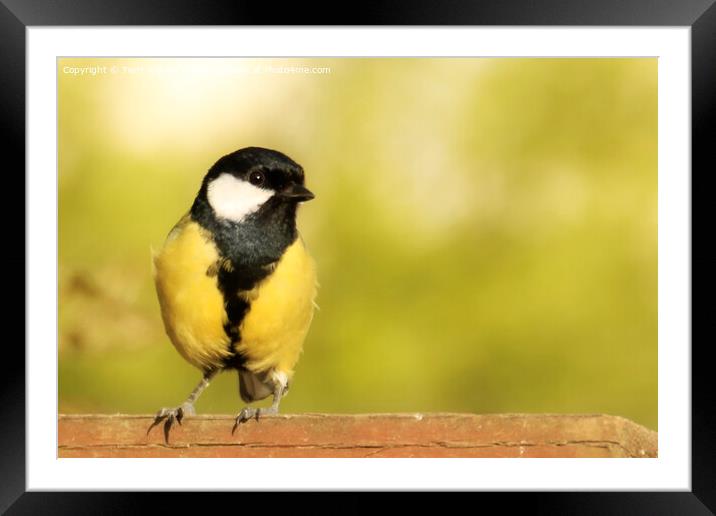 Great Tit on a Fence Framed Mounted Print by Terri Waters