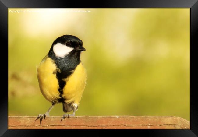 Great Tit on a Fence Framed Print by Terri Waters