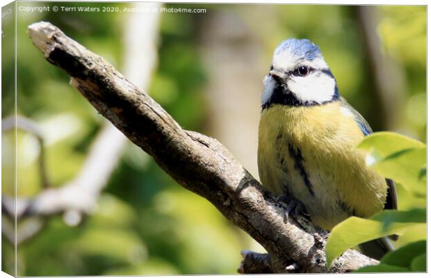 Blue Tit on a Branch Canvas Print by Terri Waters
