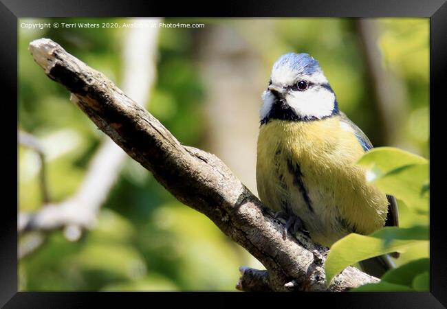Blue Tit on a Branch Framed Print by Terri Waters