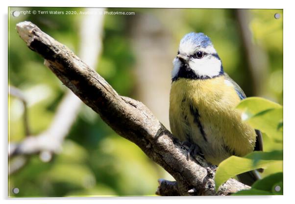 Blue Tit on a Branch Acrylic by Terri Waters