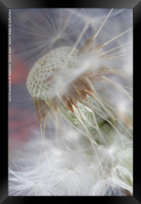 Dandelion and Seeds Framed Print by Peter Lovatt  LRPS
