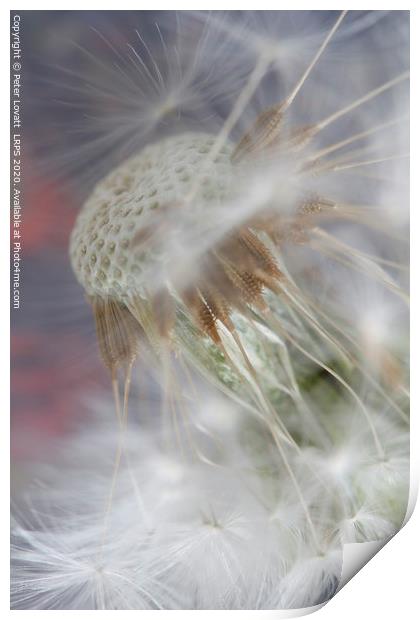 Dandelion and Seeds Print by Peter Lovatt  LRPS