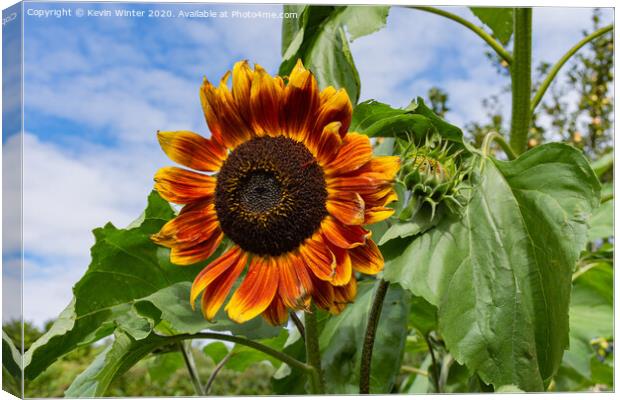 Sunflower Canvas Print by Kevin Winter