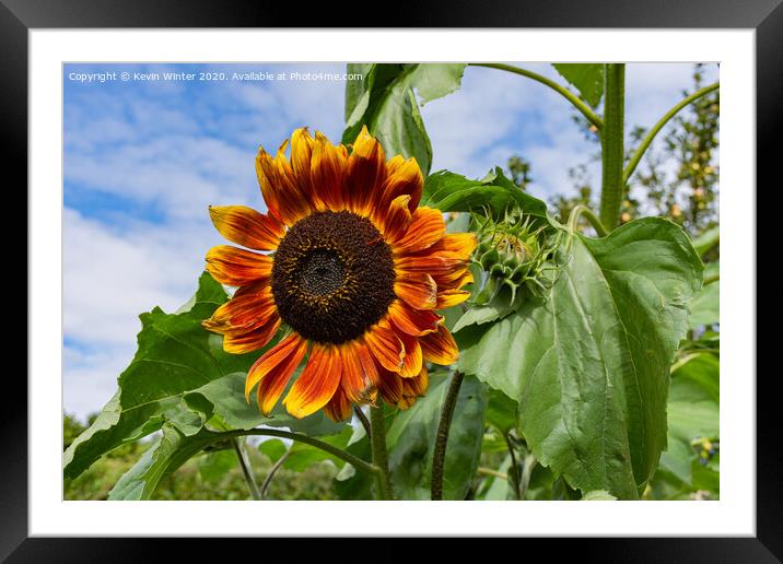 Sunflower Framed Mounted Print by Kevin Winter